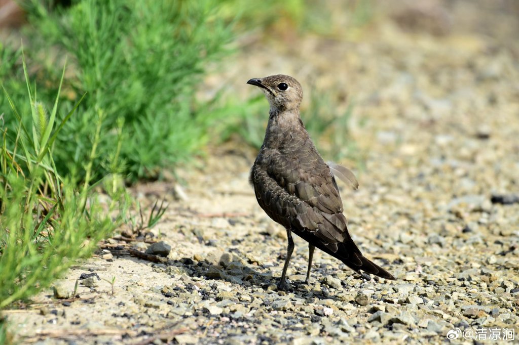 普通燕鸻 Oriental Pratincole
