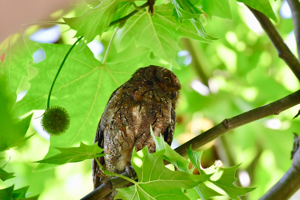 中山公园的红角鸮