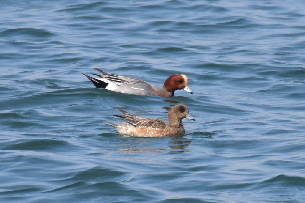 赤颈鸭 Eurasian Wigeon