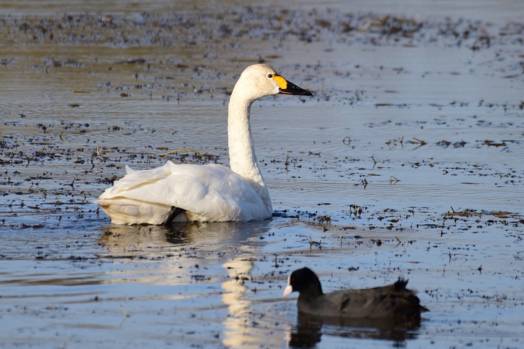 小天鹅 Tundra Swan