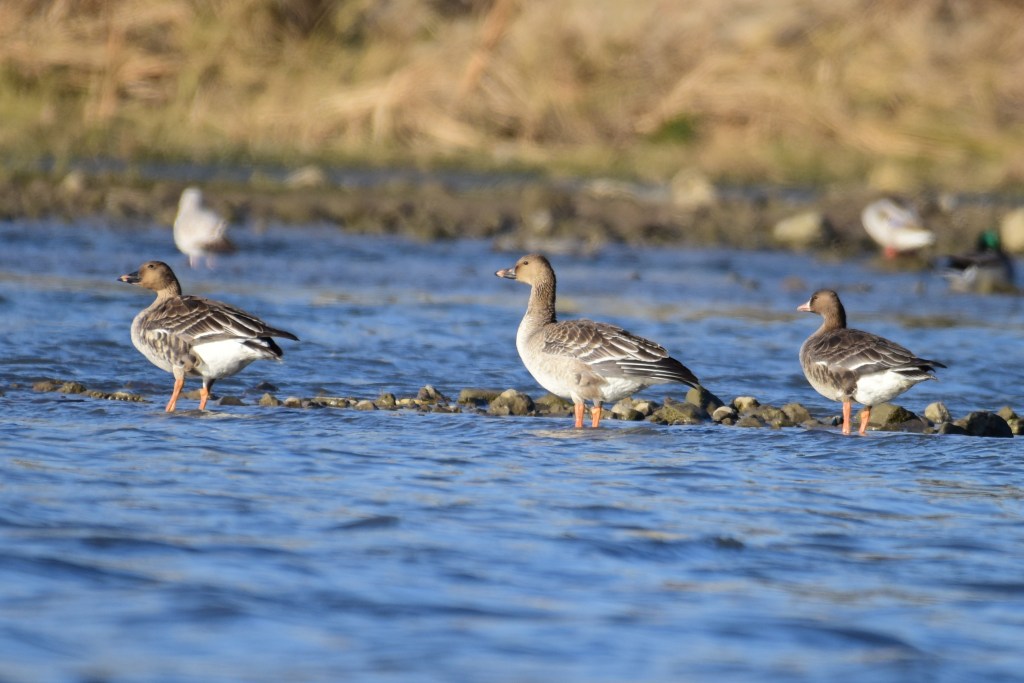 短嘴豆雁 Tundra Bean-Goose