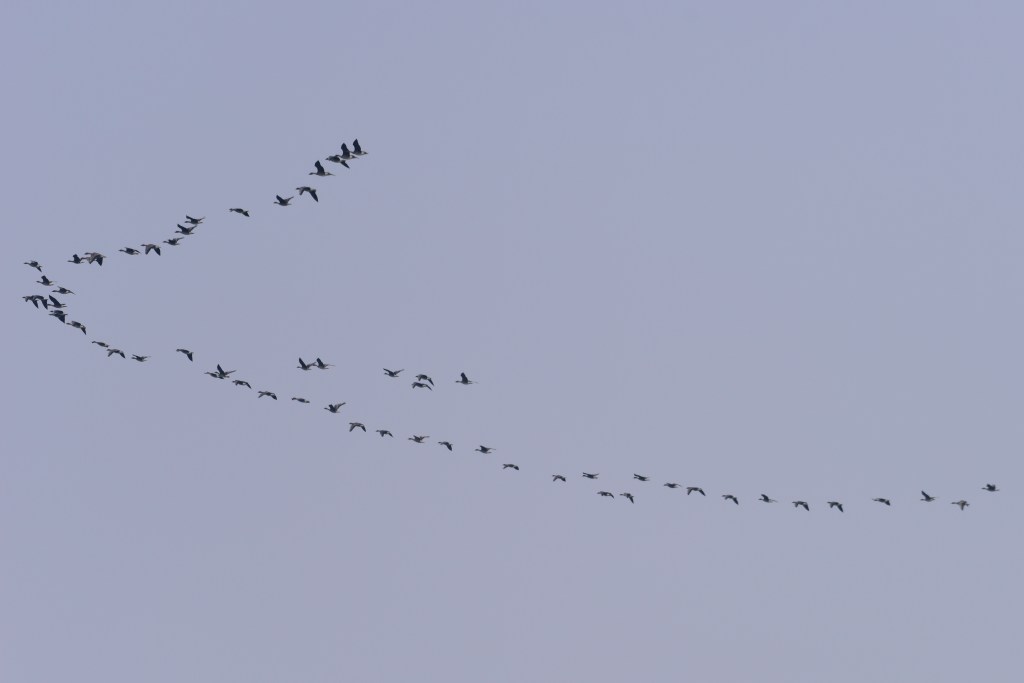 豆雁 Taiga Bean-Goose