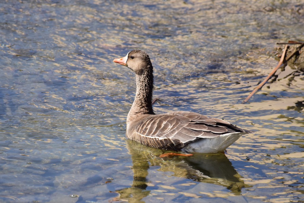 白额雁 Greater White-fronted&nbsp;Goose